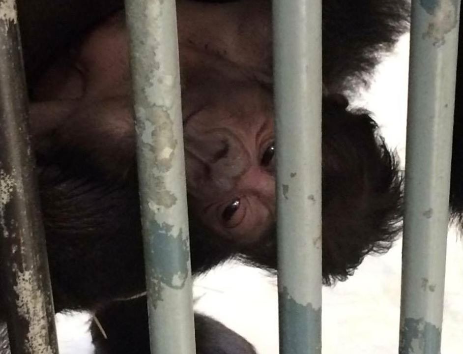 Úplně první fotografie malé gorilky, kterou na svůj mobilní telefon zachytil ošetřovatel David Váňa