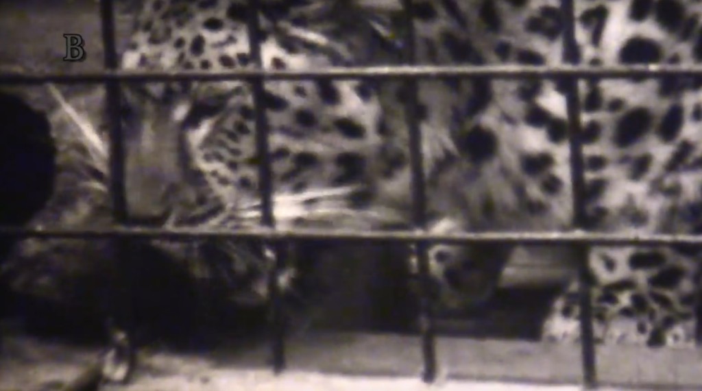 Pražská zoo na přelomu 70. a 80. let minulého století - Foto: repo z videa Jaroslava Mareše - badatlele.net