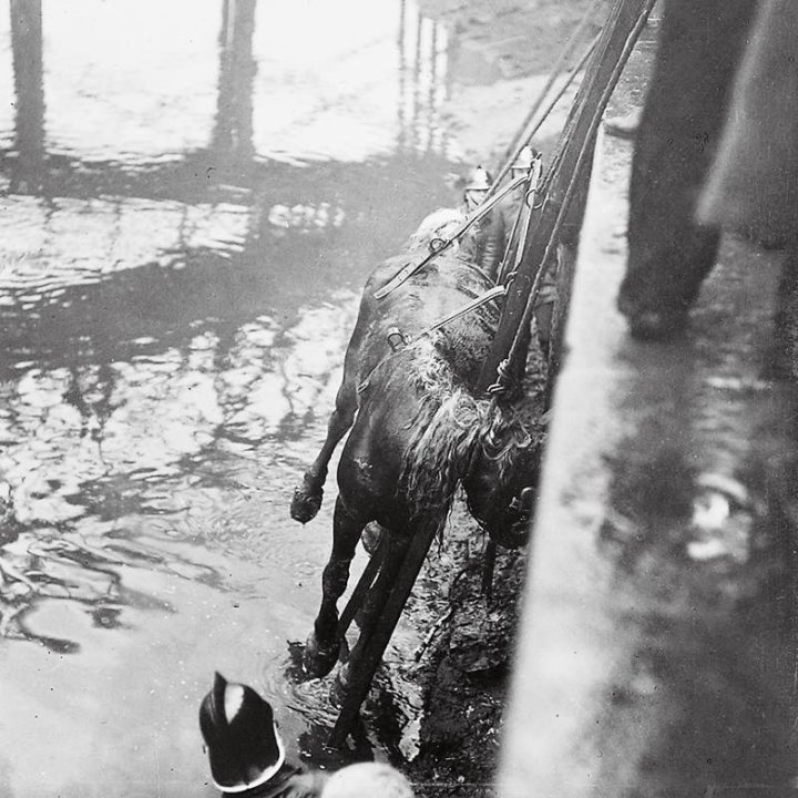 Na pásech a provazech se kůň vytáhl na náplavku. - Foto: archic prazskeho hasicskeho sboru