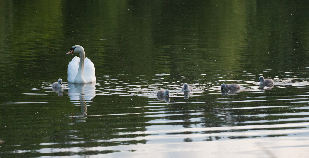 Labuťat na Hamerském rybníku - Foto: Charlie Fotograf