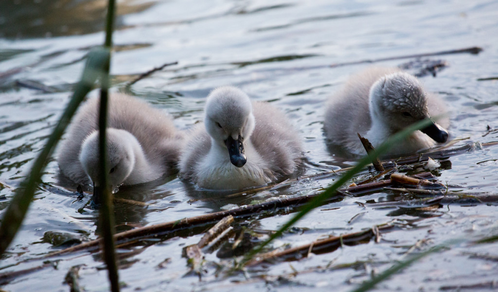Labuťat na Hamerském rybníku - Foto: Charlie Fotograf