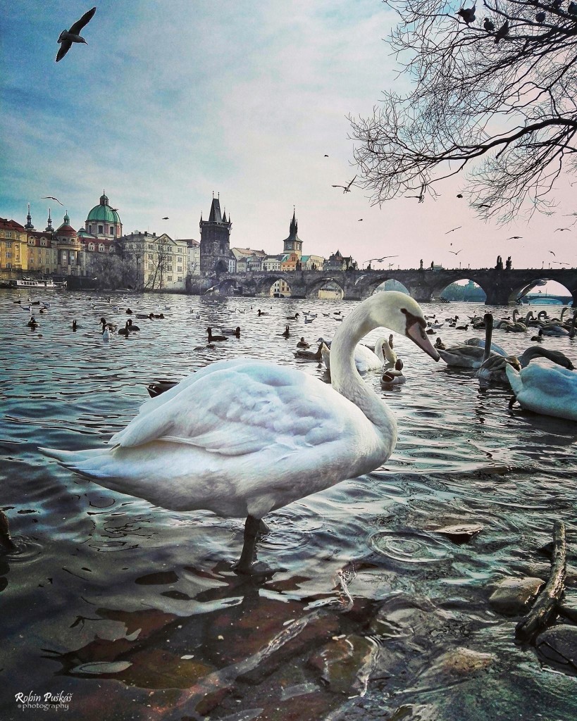 Vznešená labuť na břehu Vltavy - Foto: Robin Puškáš