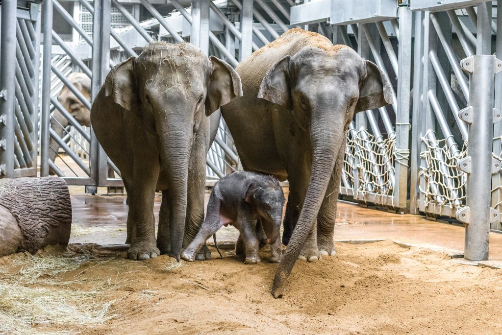 Malý sloní sameček se setkal i se svou tetou Tamarou. Má se čile k světu. - Foto. -ph- Zoo Praha