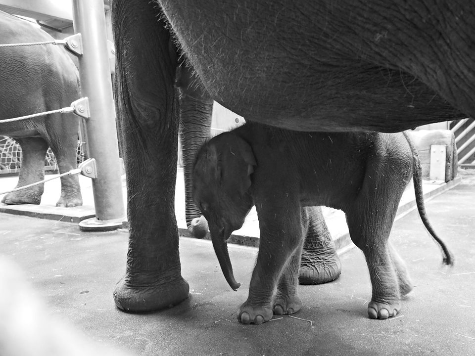 Dvoudenní sloník si dodává jistotu do života v bezpečí maminky Tamary. - Foto: Eugen Kukla